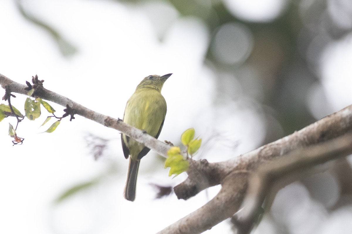 Olive-faced Flatbill - ML642620899