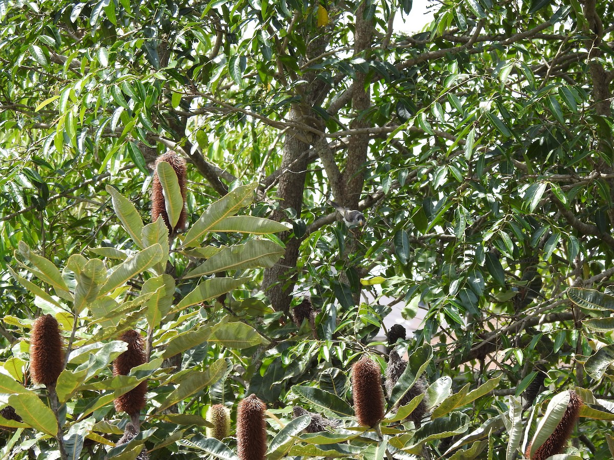 Noisy Miner - ML642620907