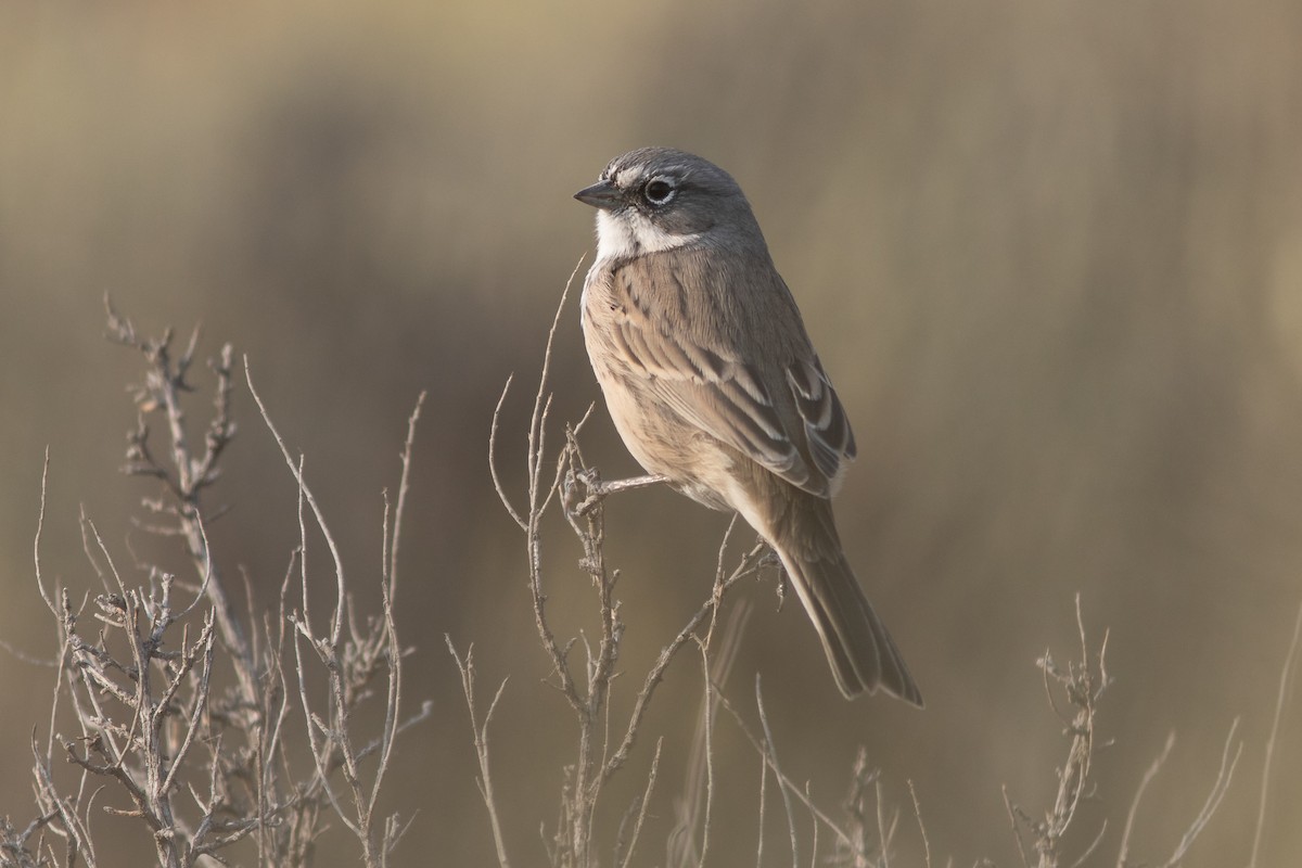 Sagebrush Sparrow - ML642620908