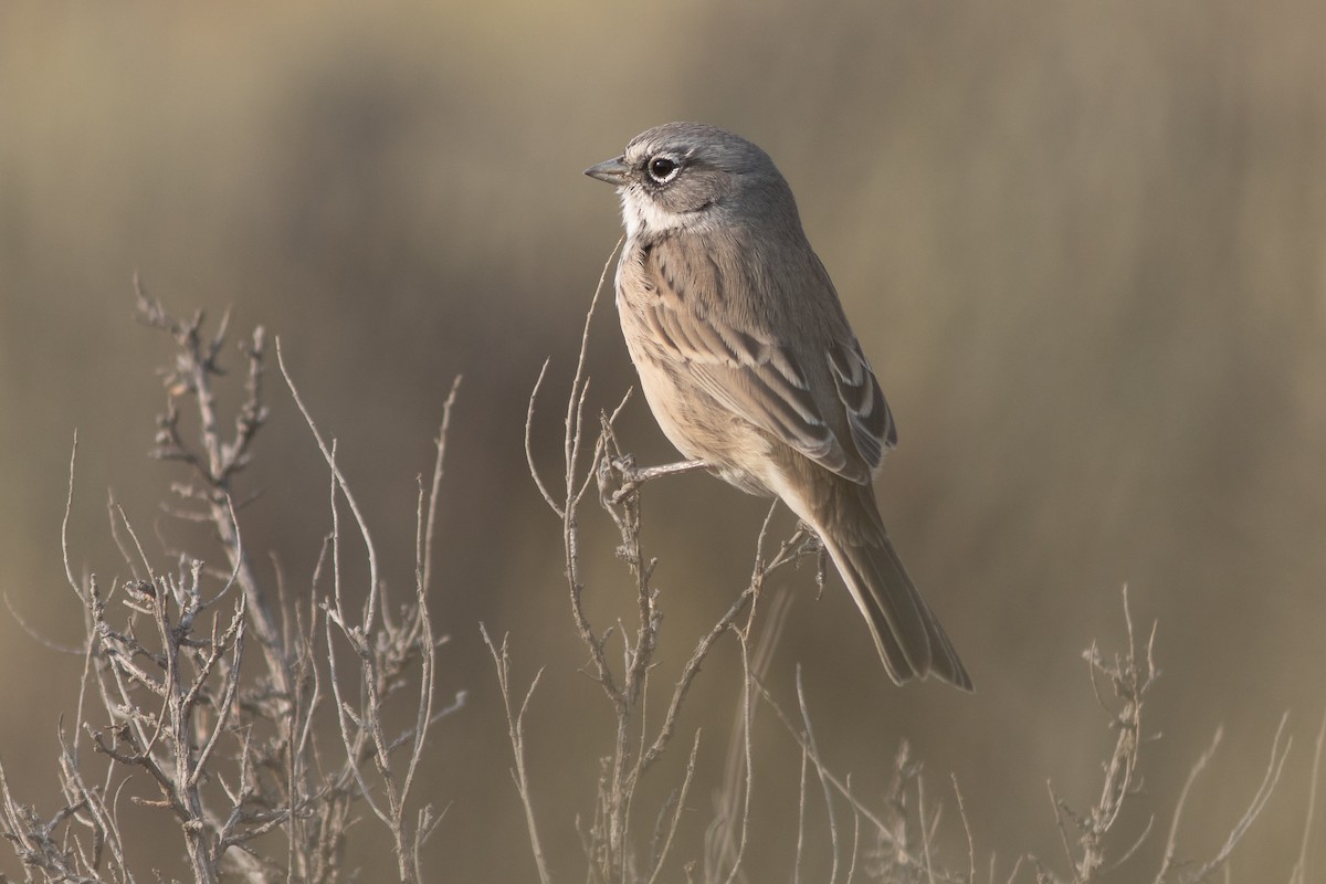 Sagebrush Sparrow - ML642620909