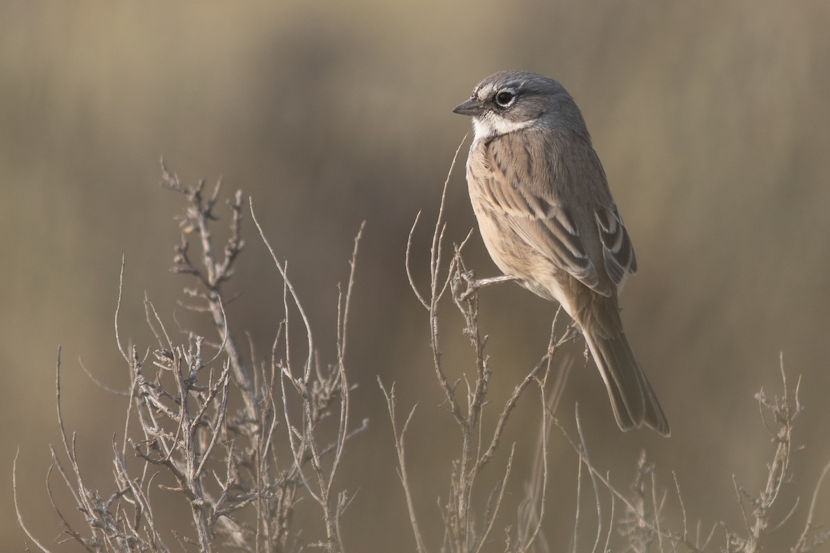 Sagebrush Sparrow - ML642620910