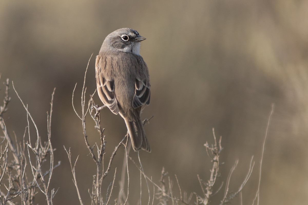 Sagebrush Sparrow - ML642620911