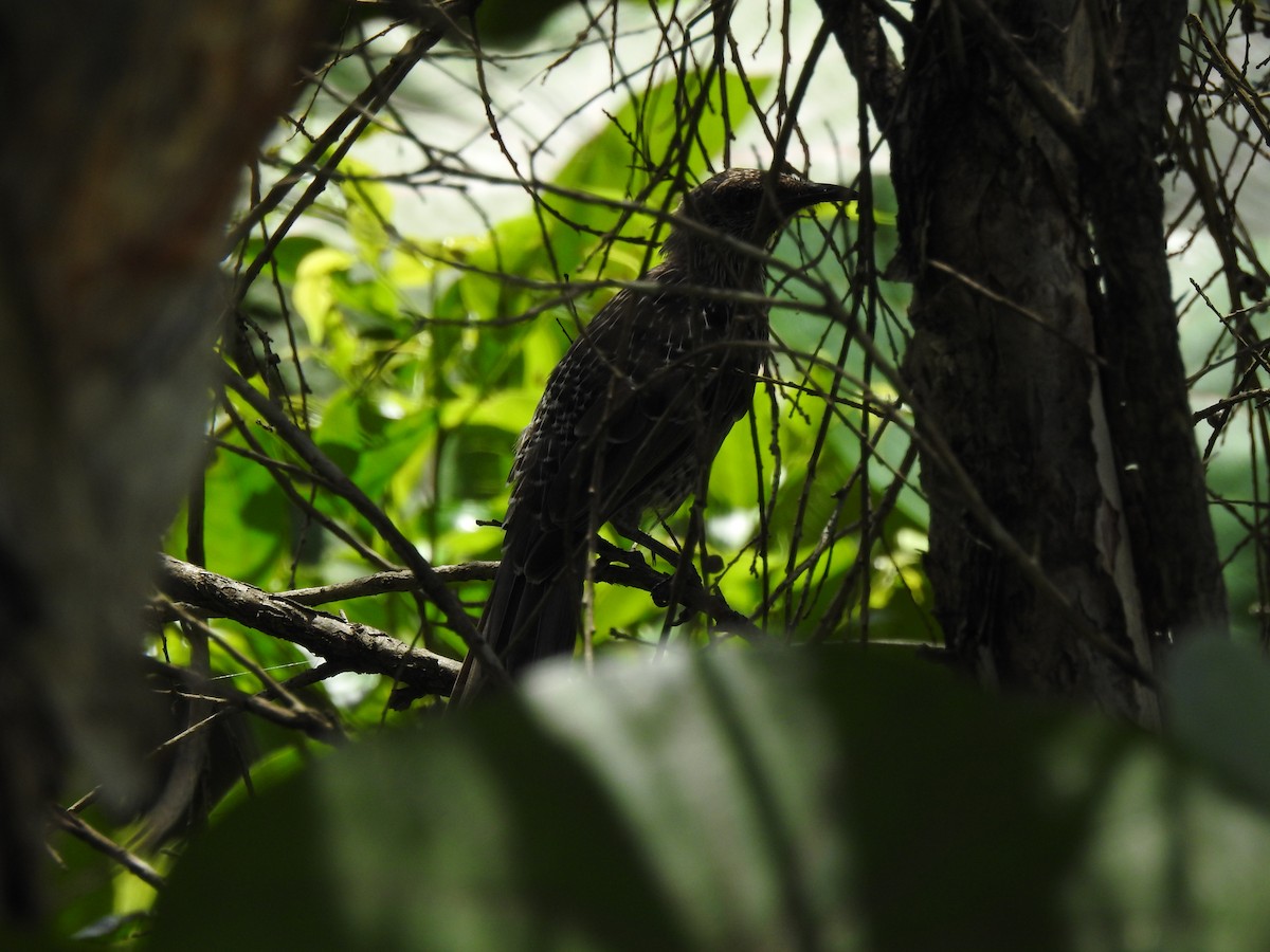 Little Wattlebird - ML642620938
