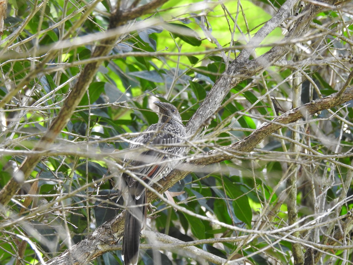 Little Wattlebird - ML642620939