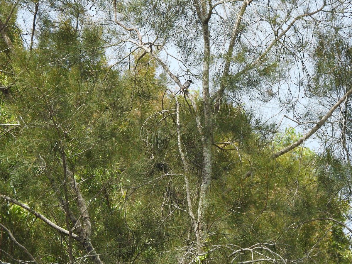 Gray Butcherbird - ML642620983