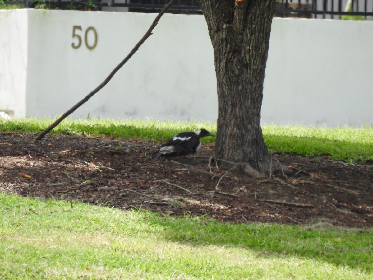 Australian Magpie - ML642620997