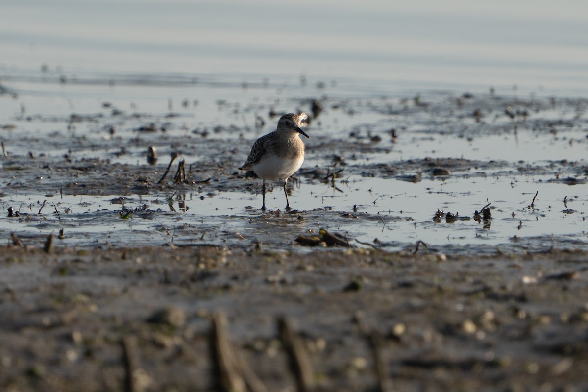 Baird's Sandpiper - ML642621004
