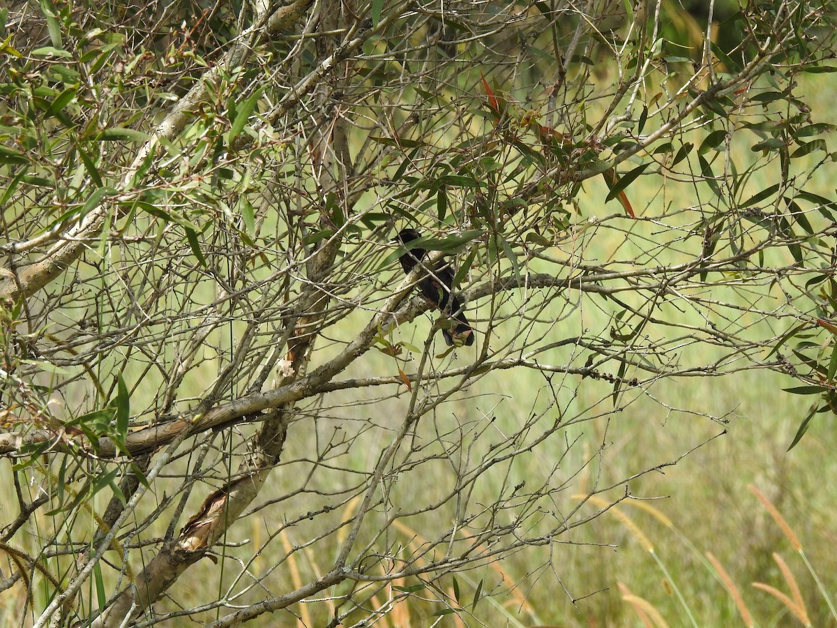 Willie-wagtail - ML642621018
