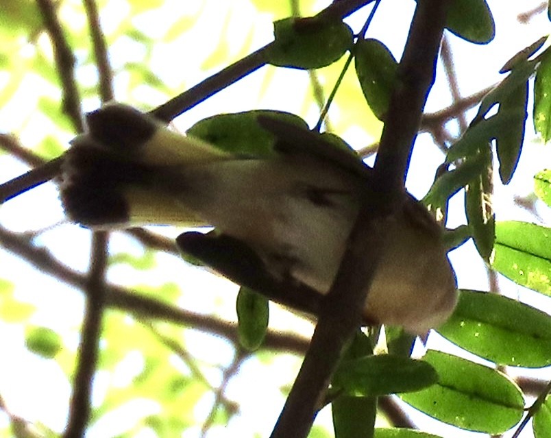 American Redstart - ML642621023