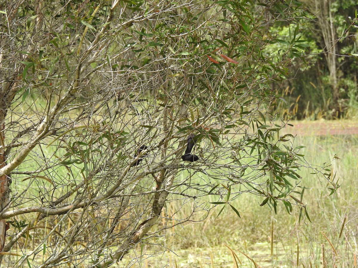 Willie-wagtail - ML642621034