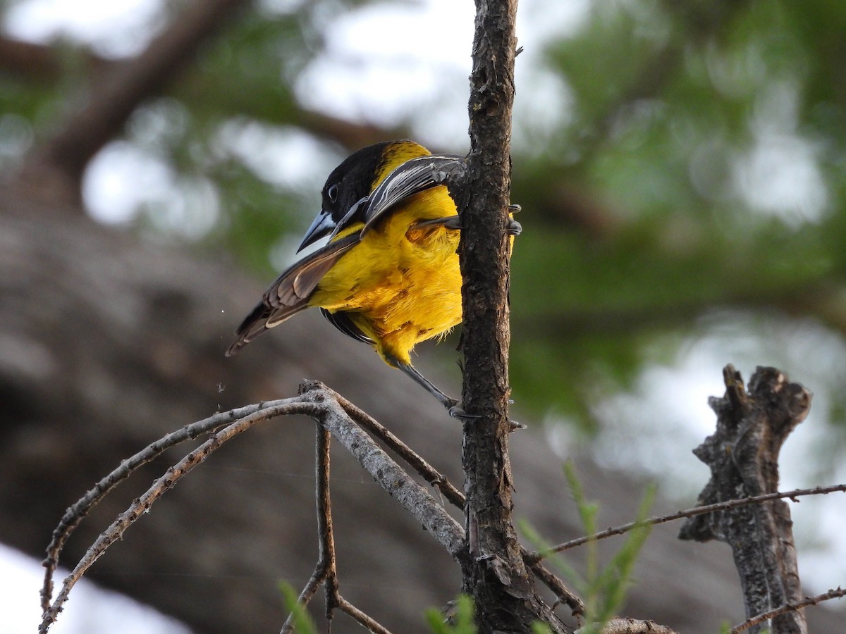 Audubon's Oriole - ML642621045