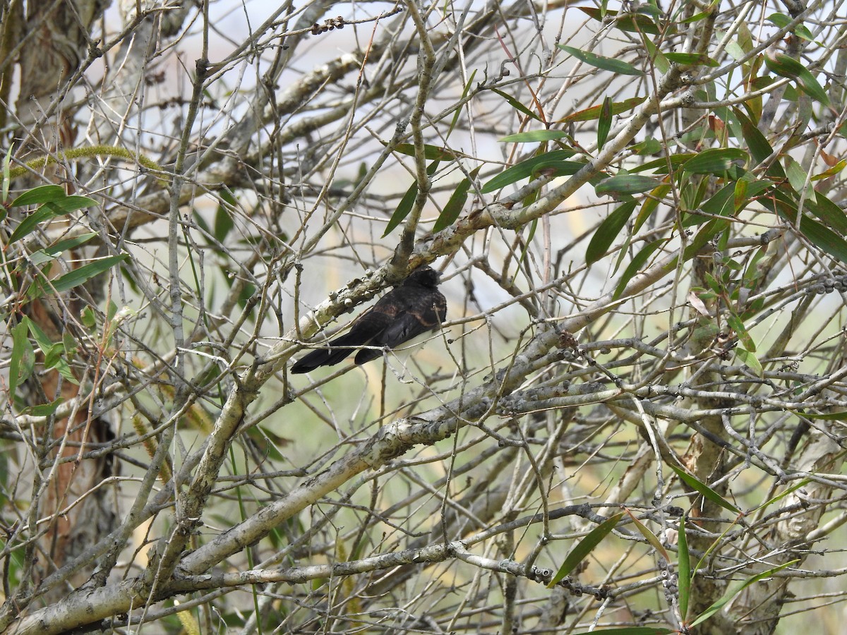 Willie-wagtail - ML642621051