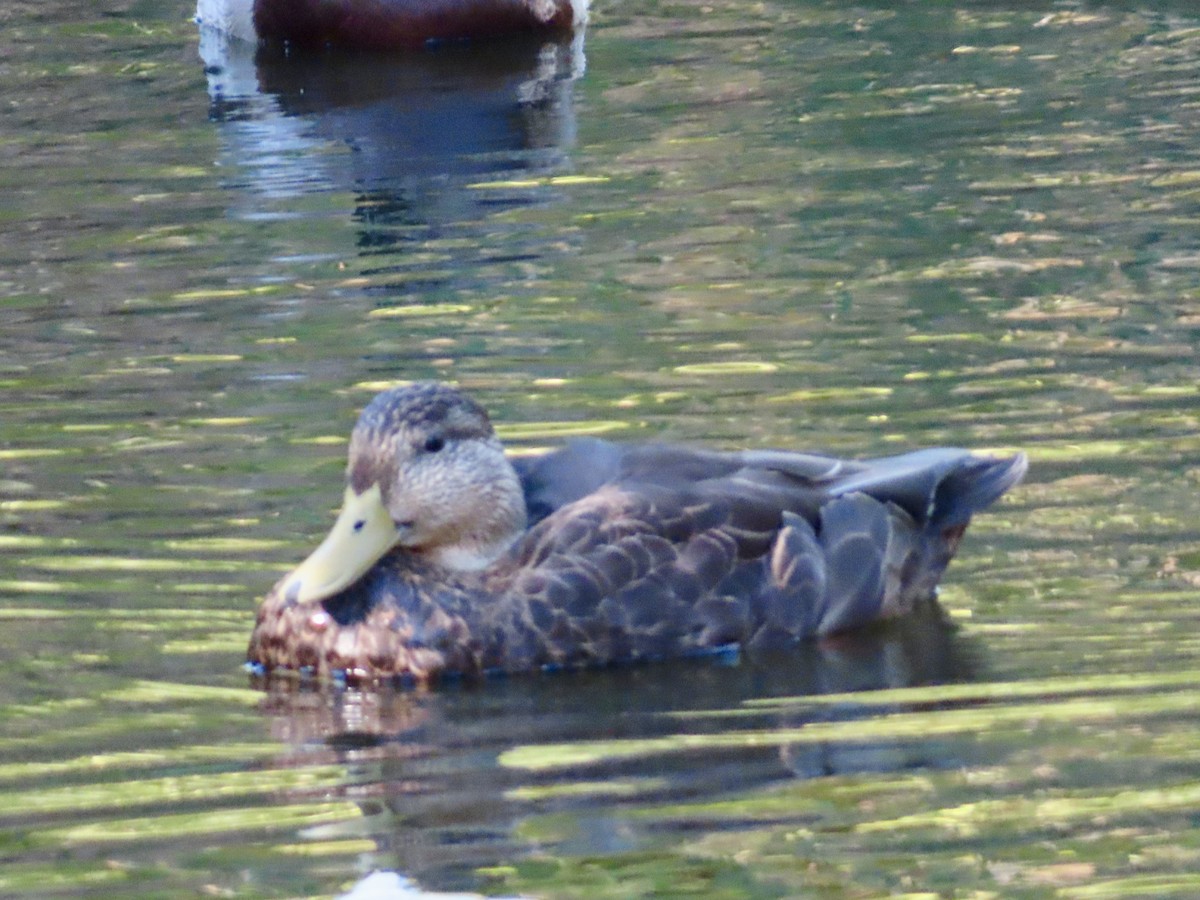 American Black Duck - ML642621066