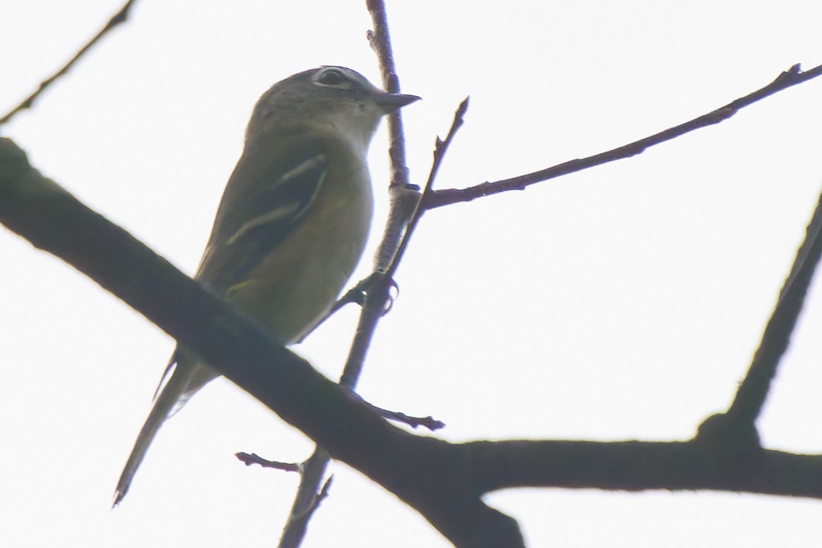 Blue-headed Vireo - ML642621095