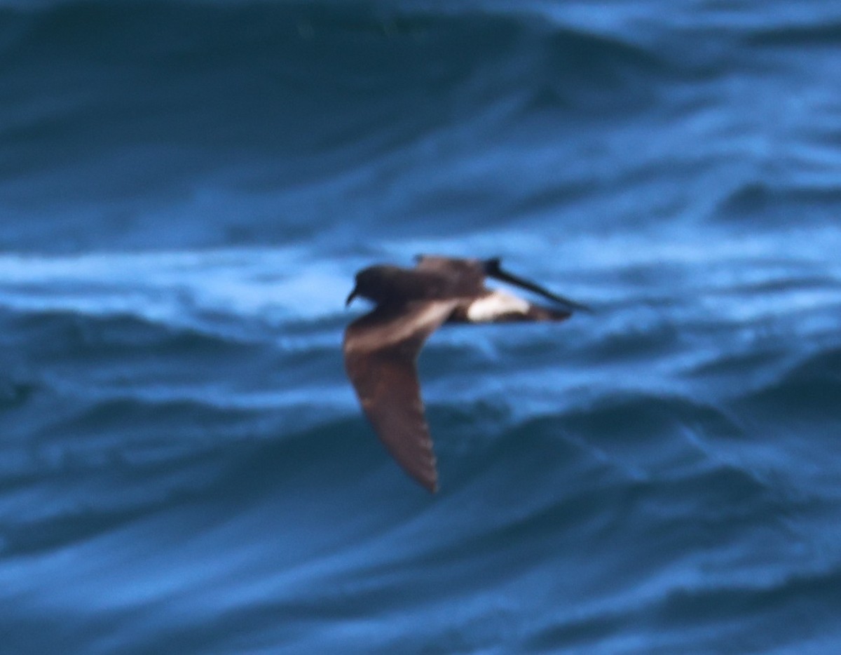 Townsend's Storm-Petrel - ML642621106