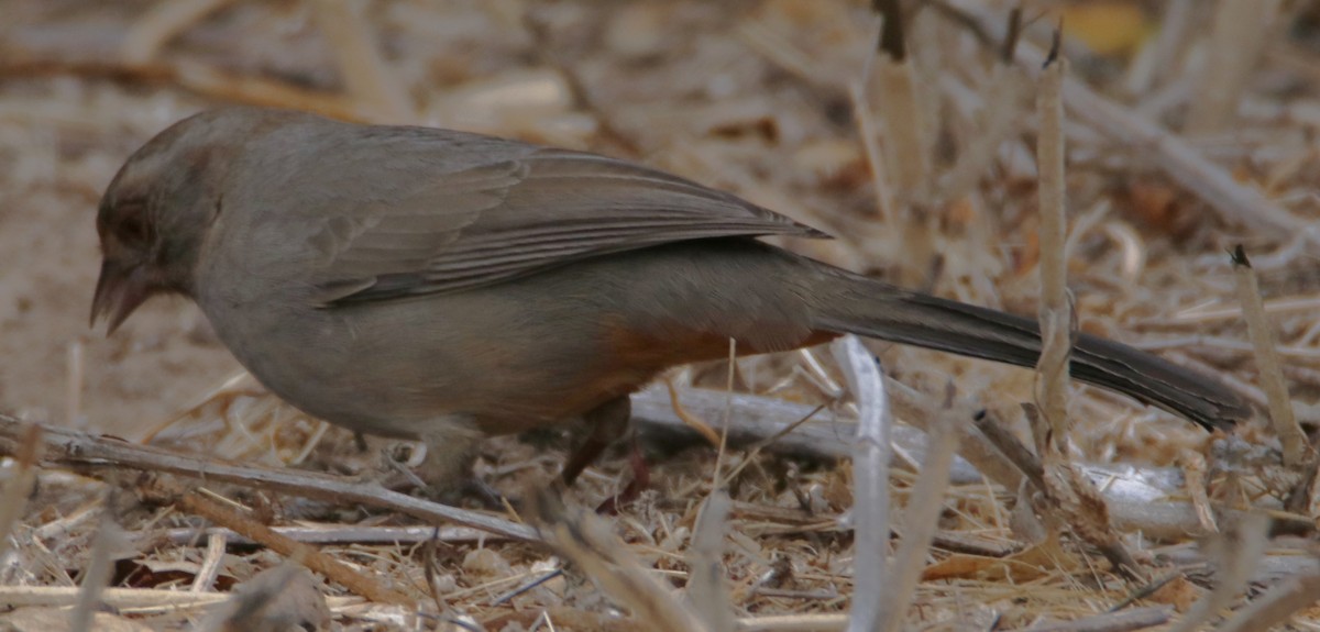 California Towhee - ML642621107