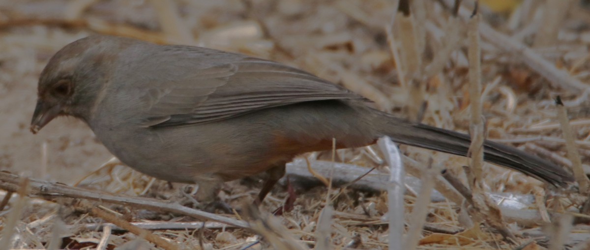 California Towhee - ML642621111