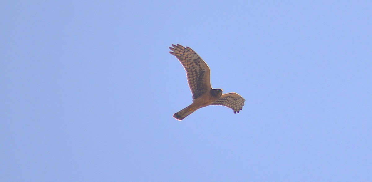 mørkmyrhauk - ML642621120