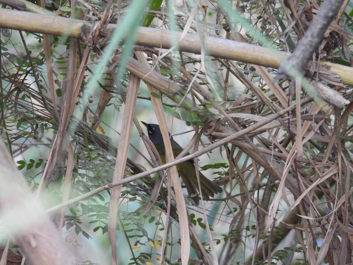 MacGillivray's Warbler - ML642621128
