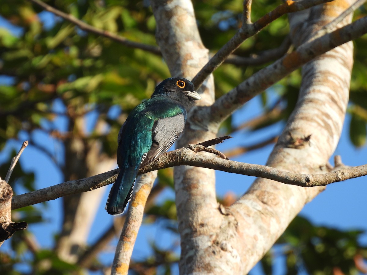 Blue-crowned Trogon - ML642621136