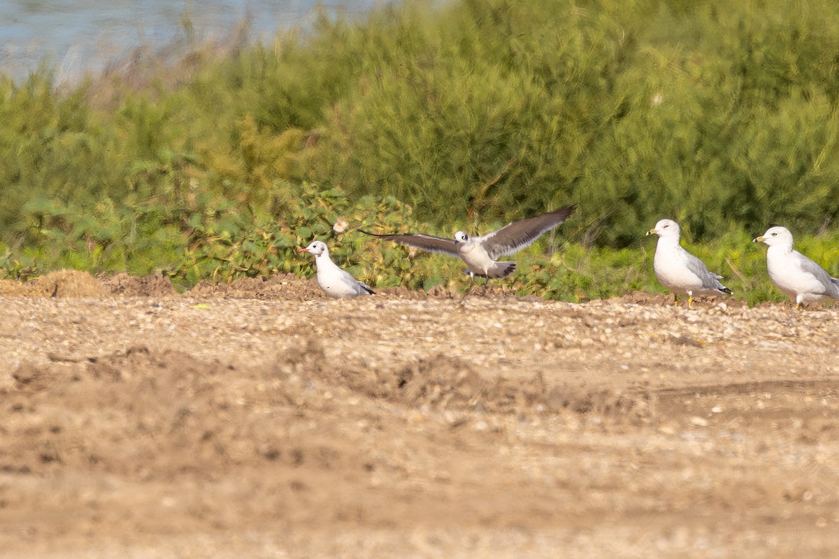 Black-headed Gull - ML642621146
