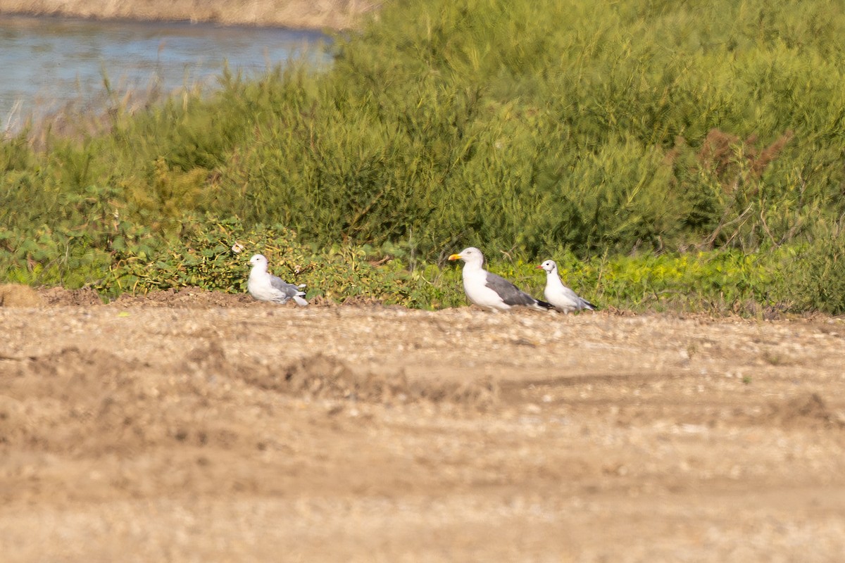 Black-headed Gull - ML642621147