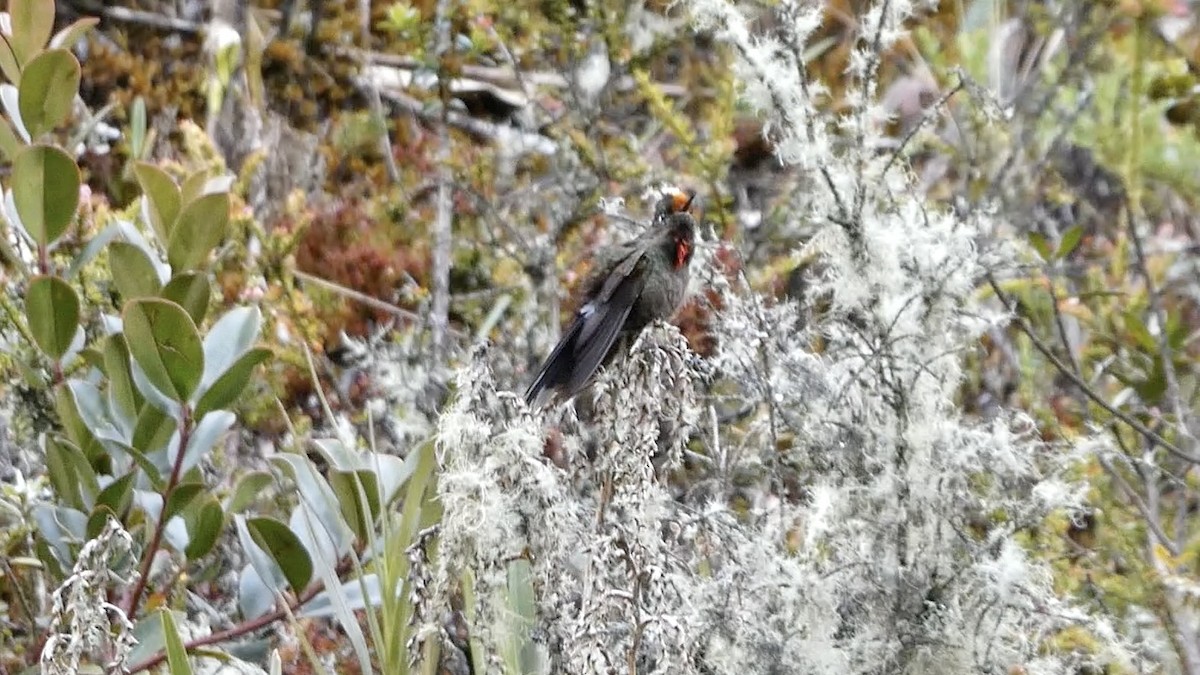 Rainbow-bearded Thornbill - ML642621179