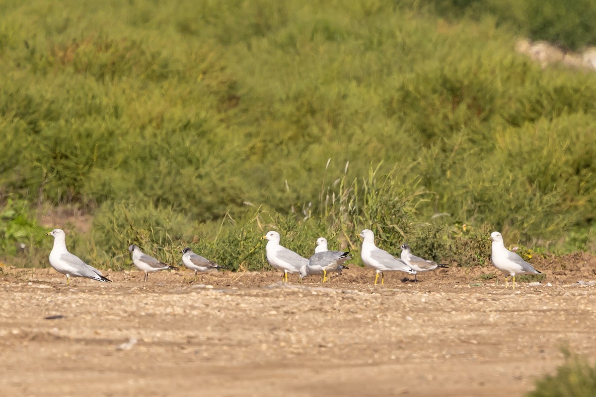 Franklin's Gull - ML642621194