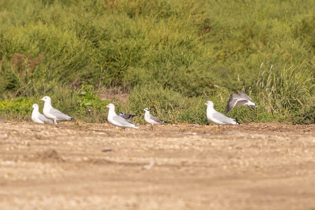 Franklin's Gull - ML642621195
