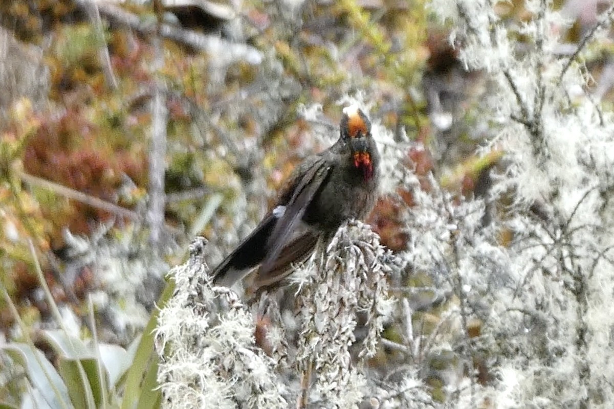 Rainbow-bearded Thornbill - ML642621196