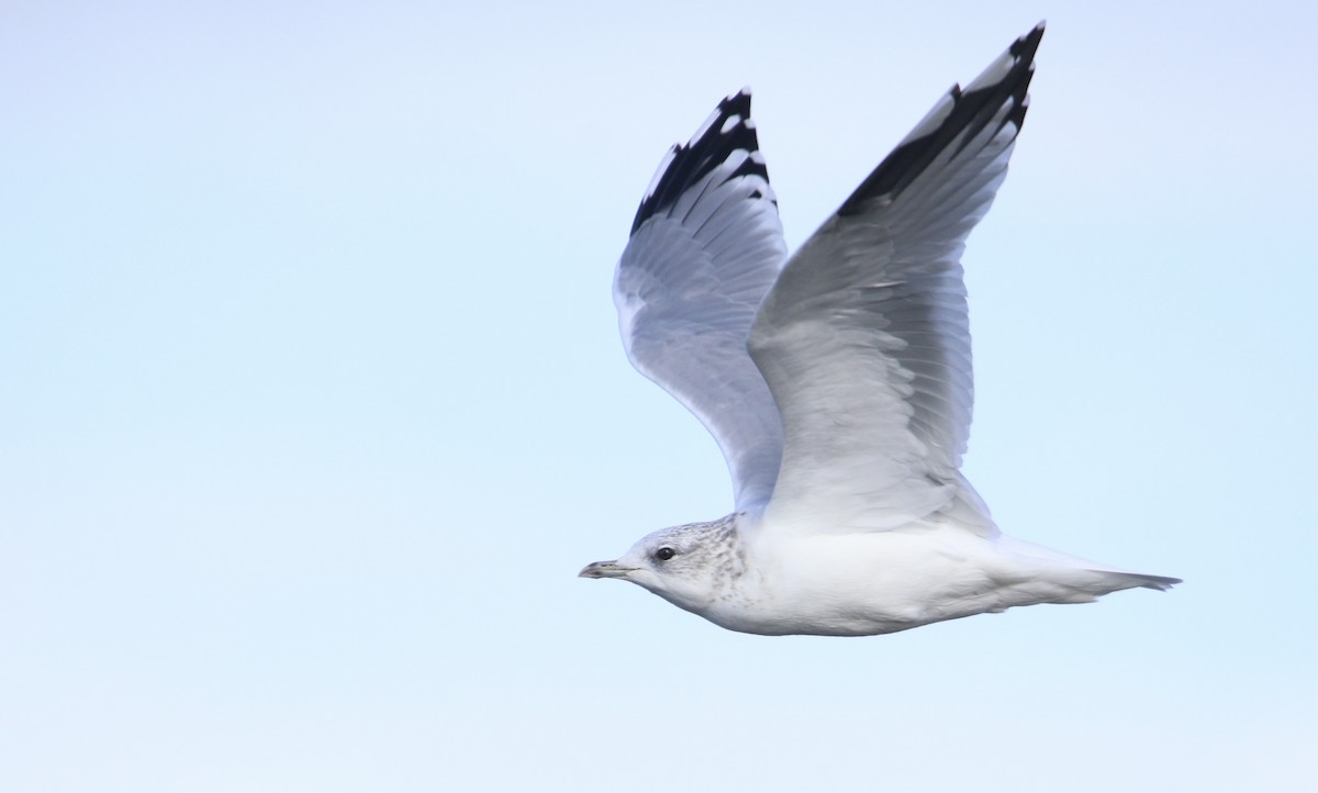 Common Gull (European) - ML642621214