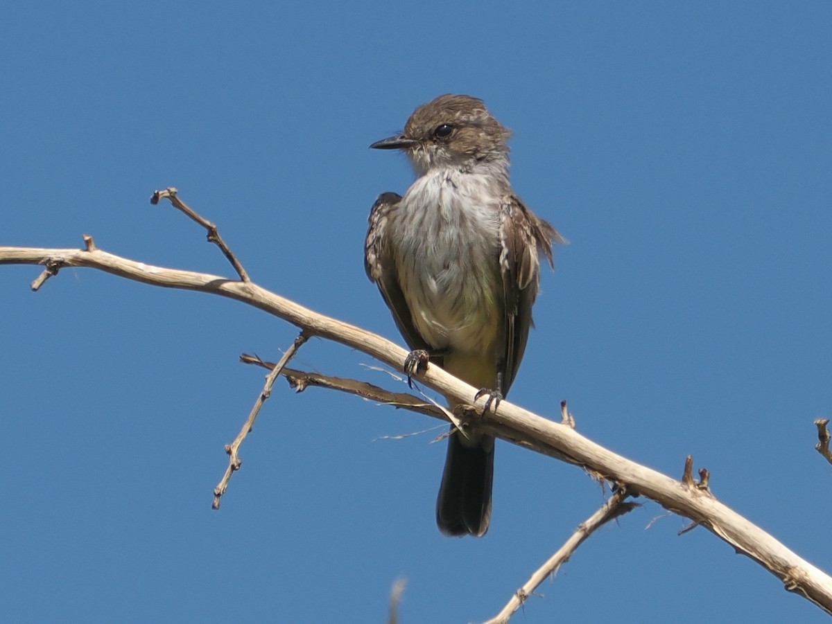 Vermilion Flycatcher - ML642621223