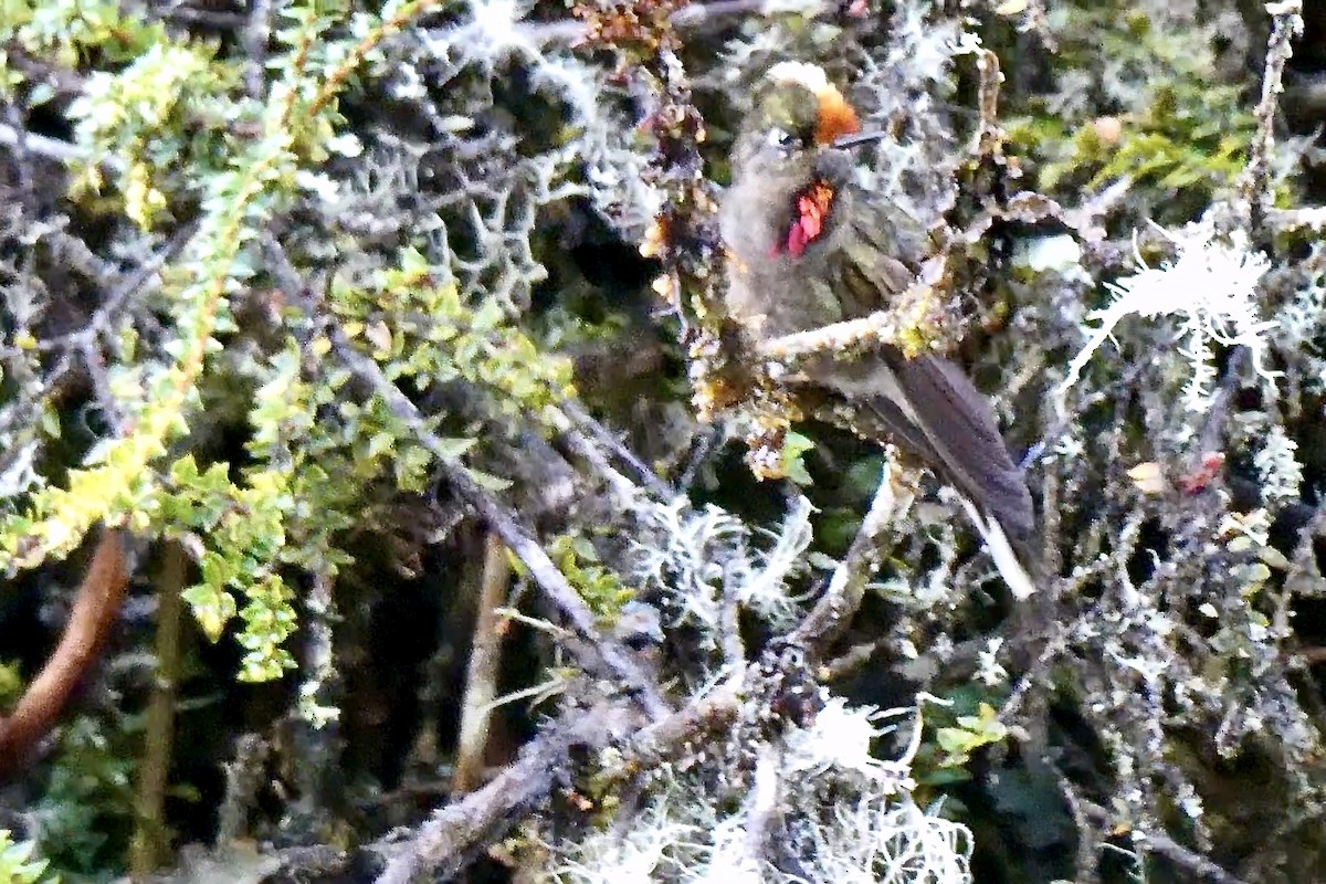 Rainbow-bearded Thornbill - ML642621228