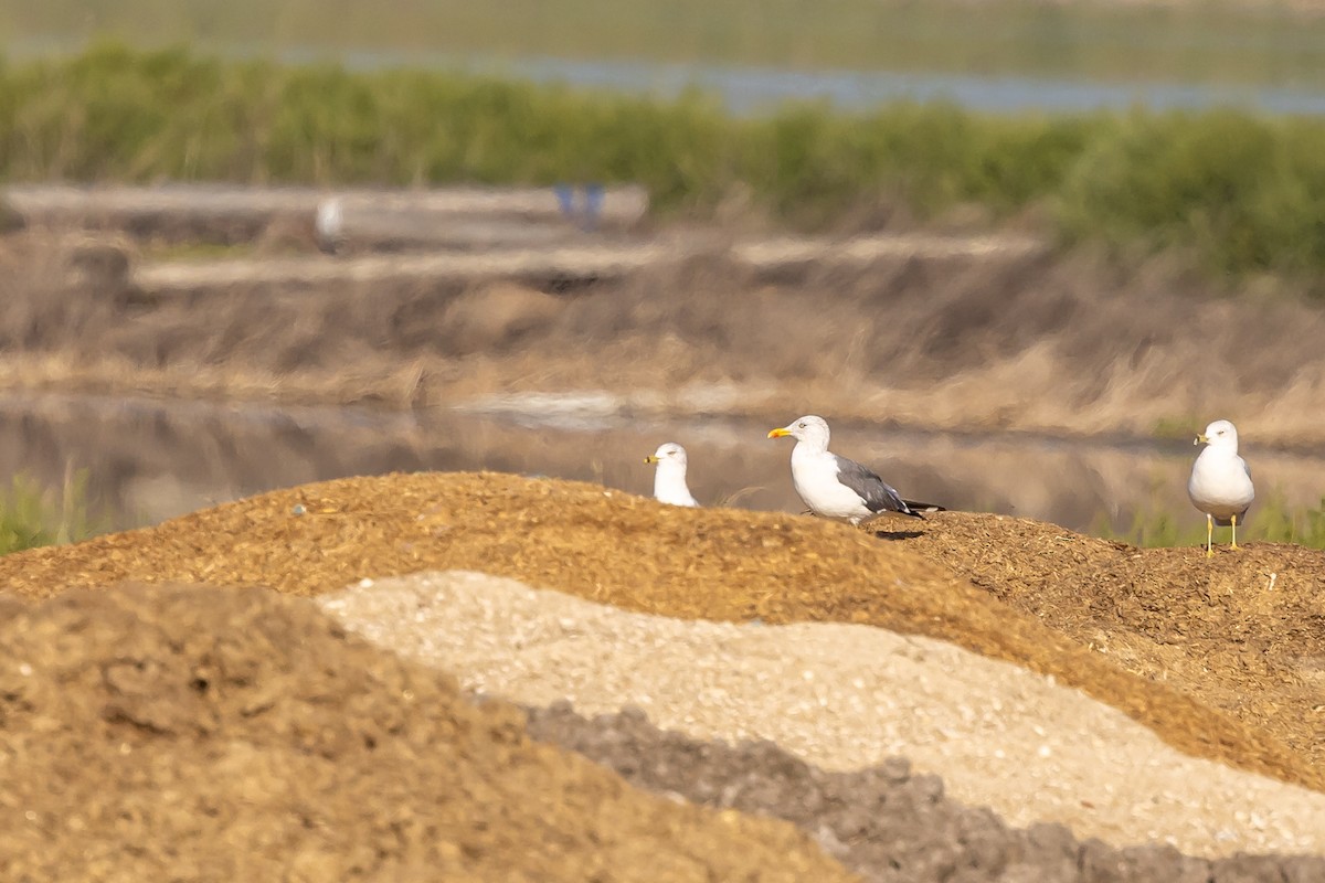 Lesser Black-backed Gull - ML642621229