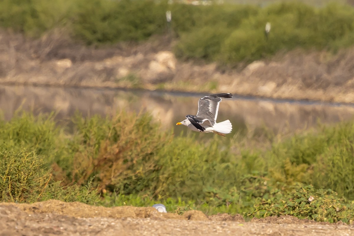 Lesser Black-backed Gull - ML642621230