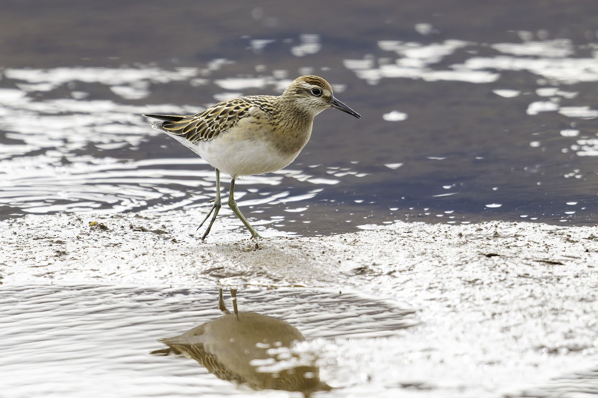 Sharp-tailed Sandpiper - ML642621231