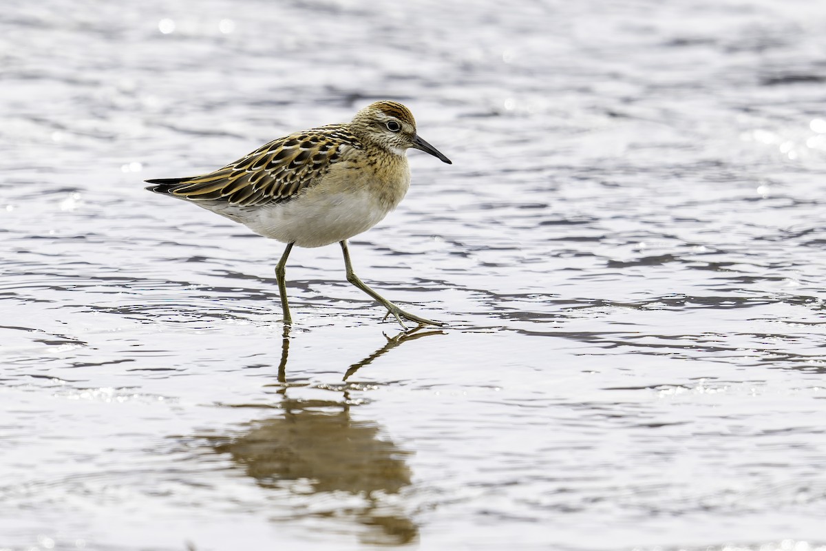 Sharp-tailed Sandpiper - ML642621232