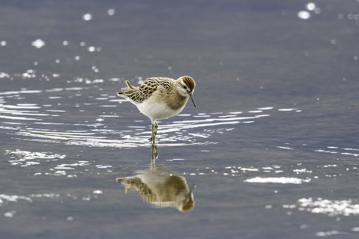 Sharp-tailed Sandpiper - ML642621233