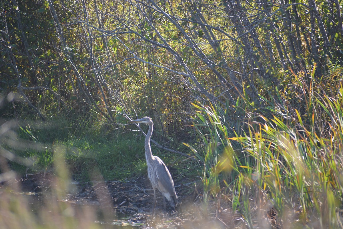 herodiashegre - ML642621234