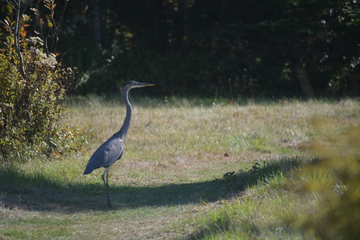 herodiashegre - ML642621235