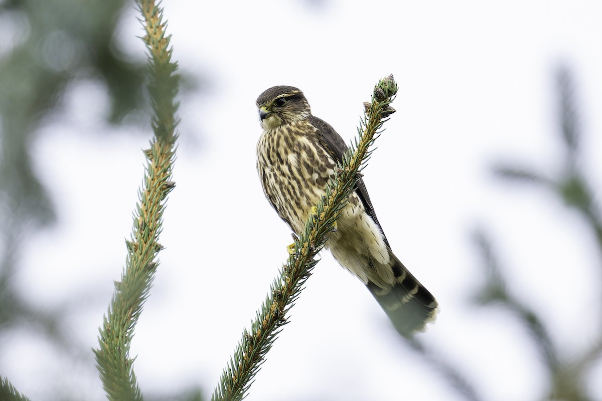 Merlin - ML642621238