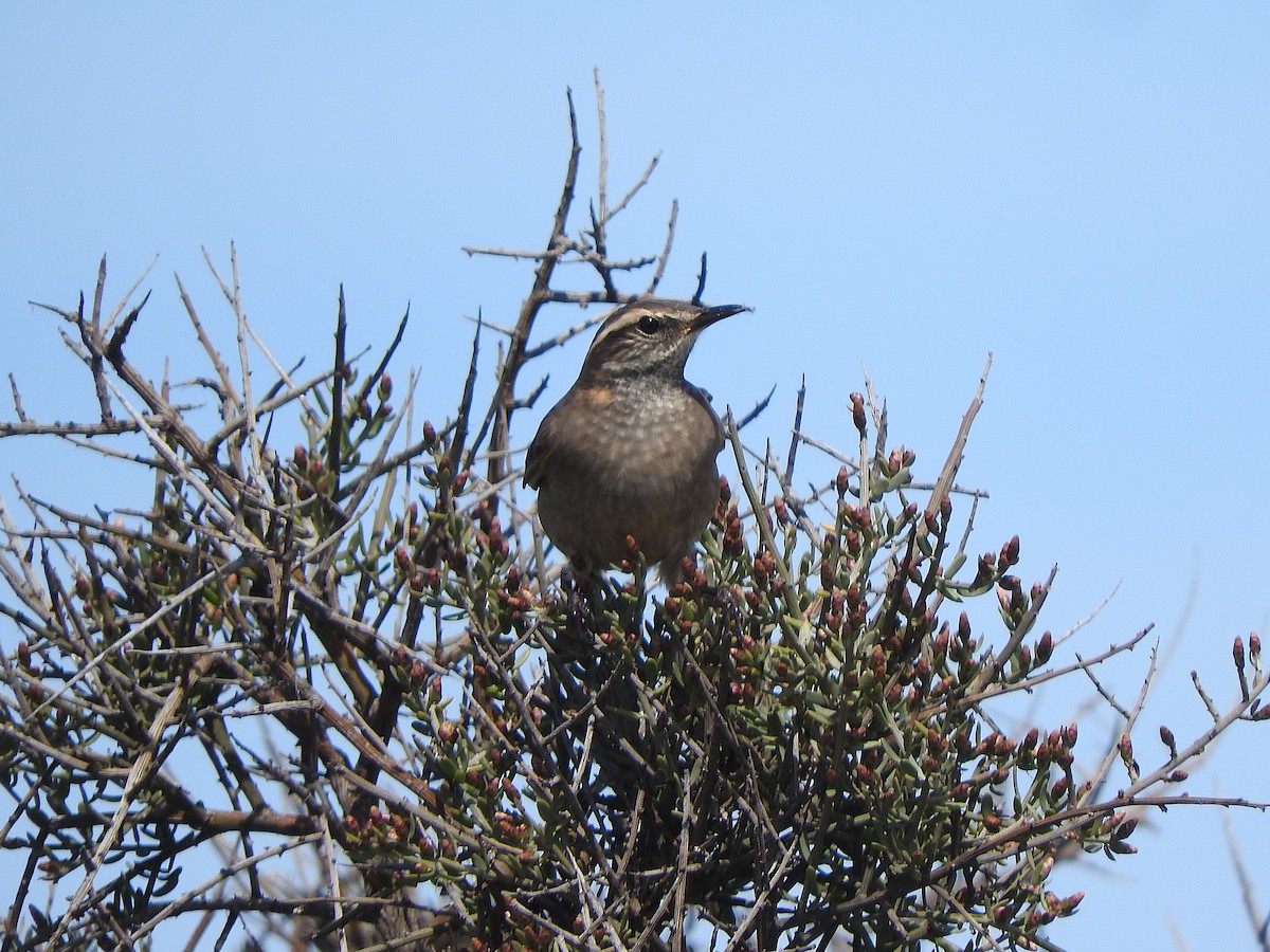 Buff-winged Cinclodes - ML642621239