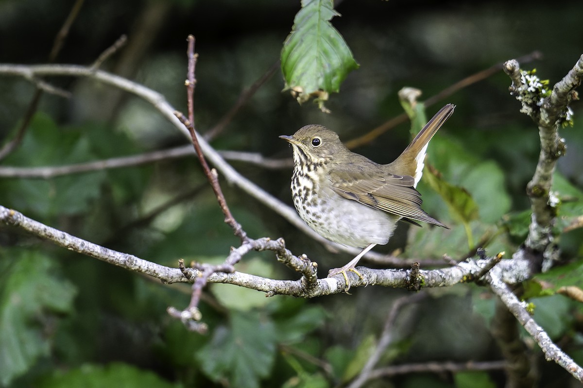 Hermit Thrush - ML642621242