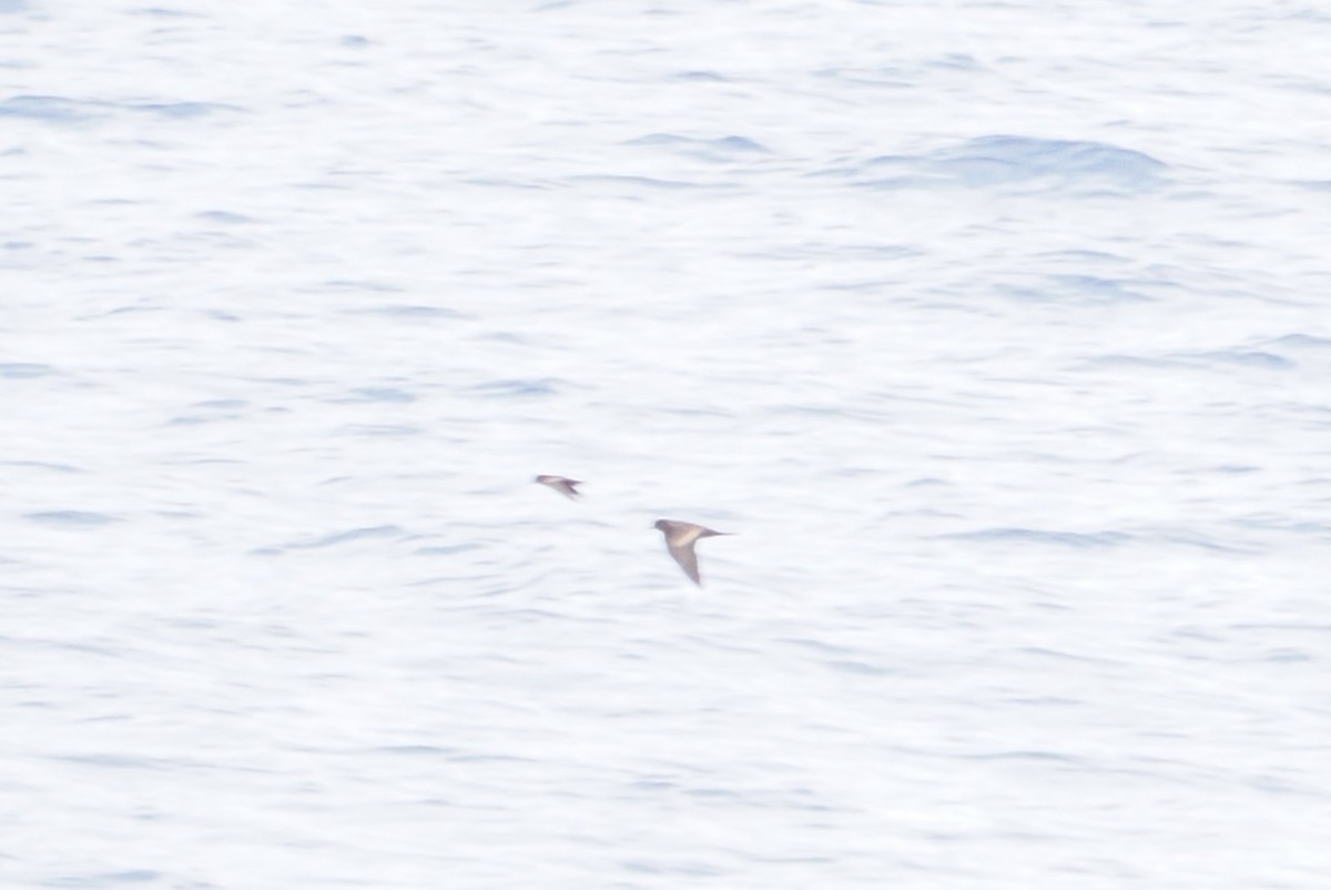 Least Storm-Petrel - ML642621246