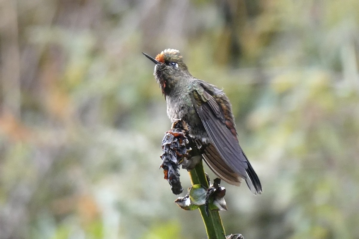Rainbow-bearded Thornbill - ML642621247