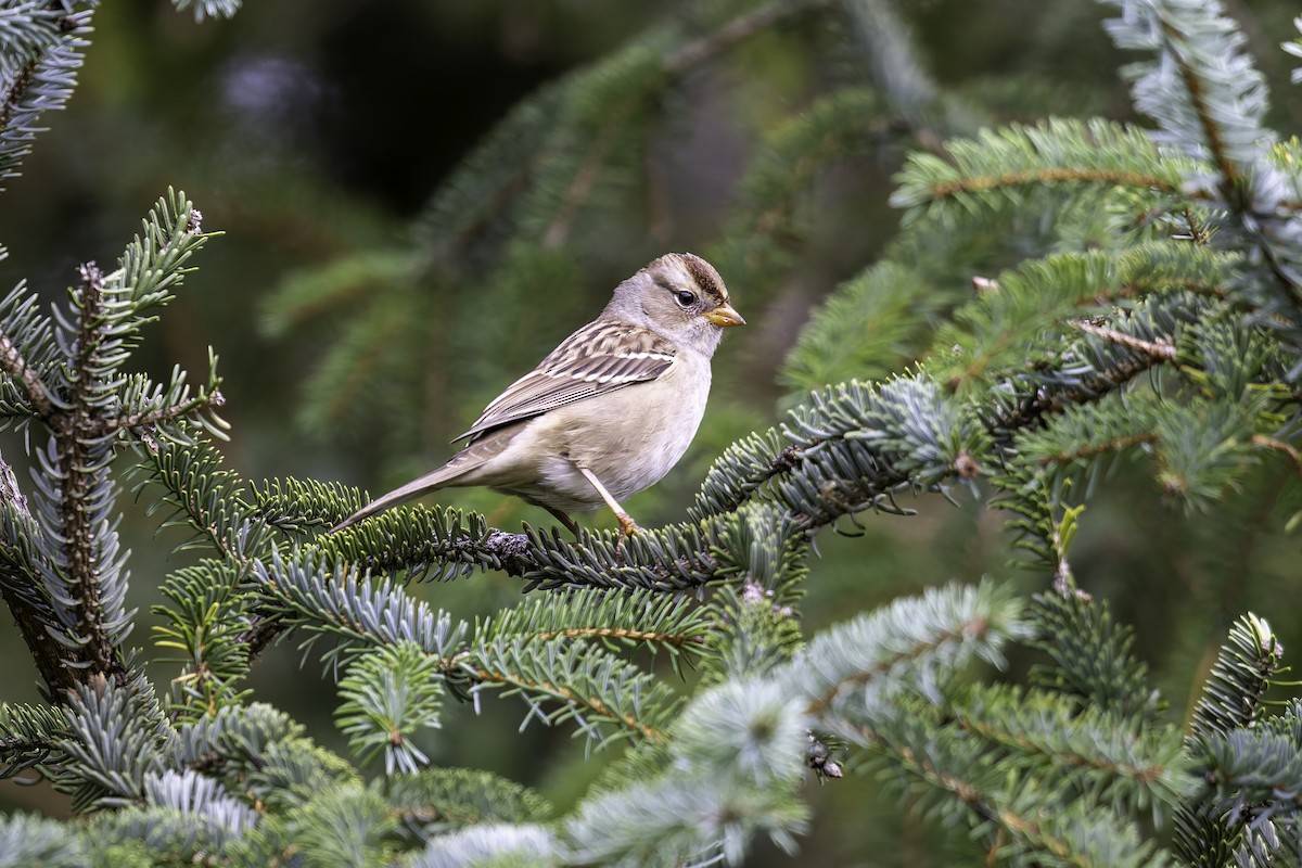 White-crowned Sparrow - ML642621252