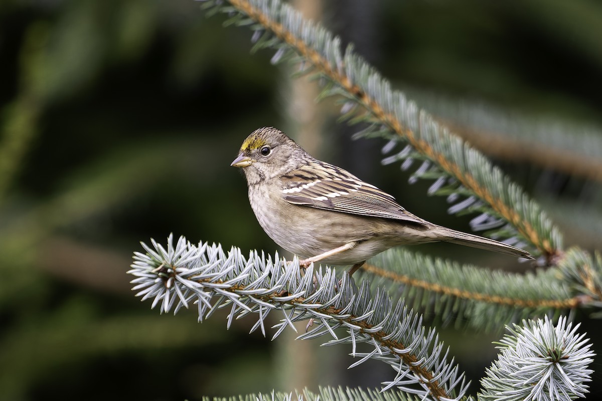 Golden-crowned Sparrow - ML642621260