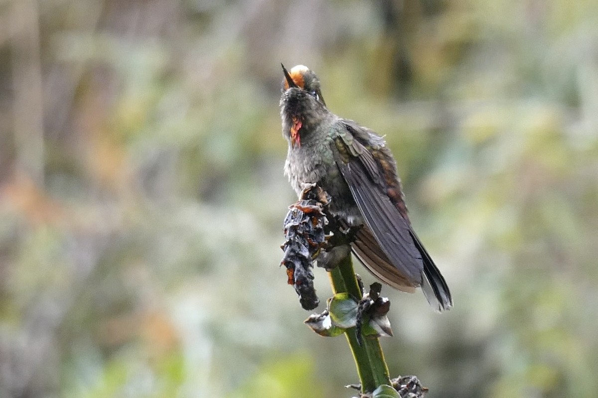 Rainbow-bearded Thornbill - ML642621262
