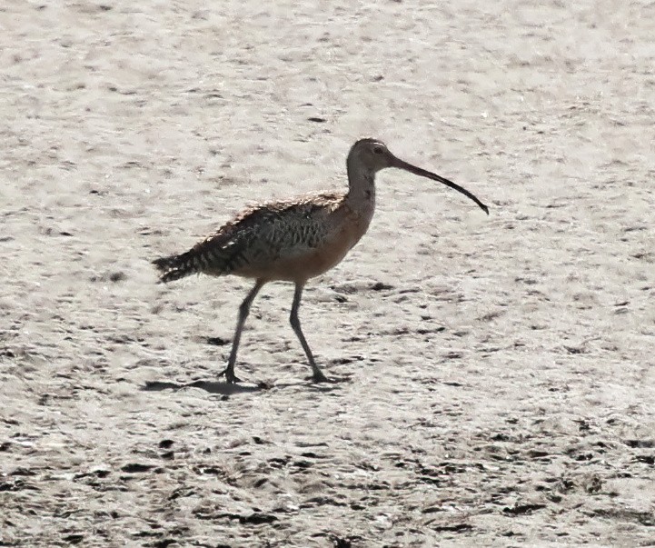 Long-billed Curlew - ML642621266