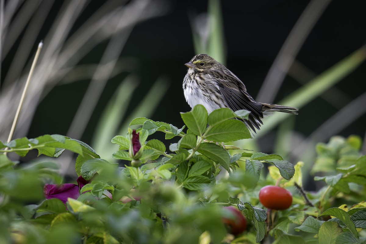 Savannah Sparrow - ML642621267
